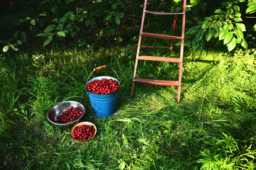 Harvesting cherries. Bucket and bowls of freshly picked cherries on the background of old ladder on...