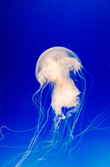 jellyfish in water tank