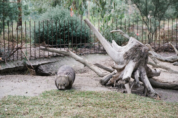 wombat eating grass