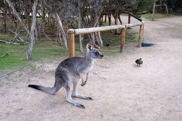 kangaroo walking in zoo © Teerayut