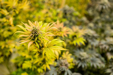 cannabis bud / marihuana plants