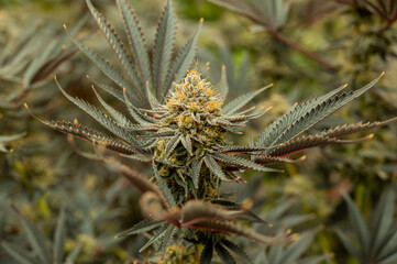 Naklejka na ściany i meble cannabis bud / marihuana plants