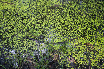 Lemna minor, the common duckweed floating on water in the pond