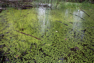 Lemna minor, the common duckweed floating on water in the pond