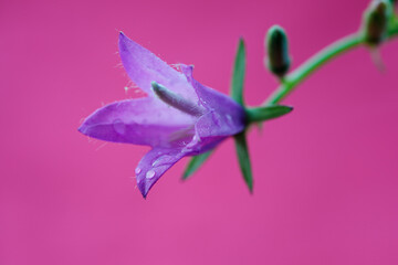Bell flower on a colored background. Macro image.