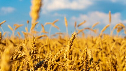 wheat field close up