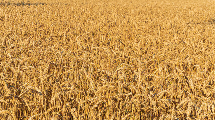 wheat field close up