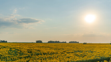 sunflower field in the afternoon