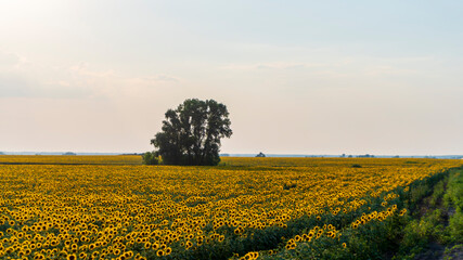 sunflower field in the afternoon