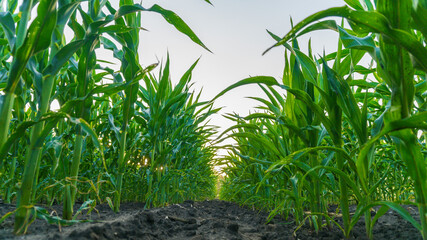 corn field at sunset