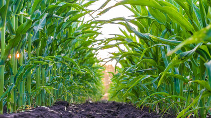 corn field at sunset