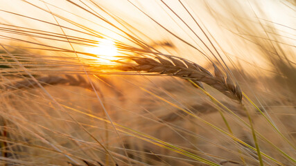 spike of wheat at sunset