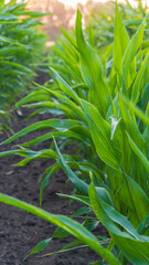 Obraz premium corn field at sunset