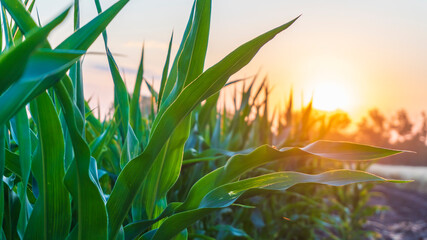 Fototapeta premium corn field at sunset