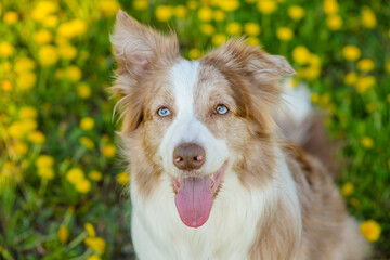 Australian Shepherd sitting on a dandelion field and stuck out its tongue funny