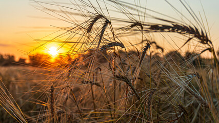 spike of wheat at sunset