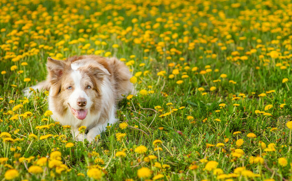 A dog of the Australian Shepherd breed lies in the middle of a green field with yellow flowers. Stretched image for a banner, space for text