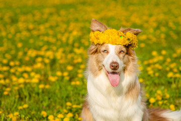 A dog of breed australian shepherd sits in the middle of a green field with yellow flowers with a yellow wreath on his head with his tongue out