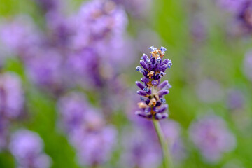 close up of a lavender flower in a garden