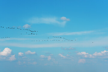 A flock of birds flies in the sky with a key