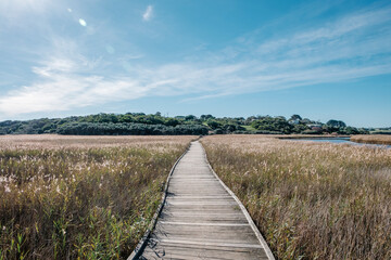 Fototapeta premium walkway in field