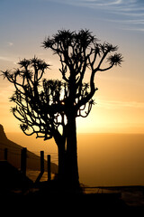 quiver tree in the sunset