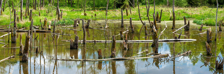 Biotope with tree stumps in the water