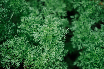 green tree for relax