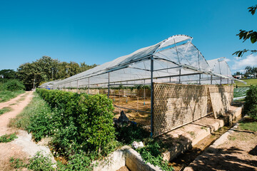 greenhouse farm and blue sky