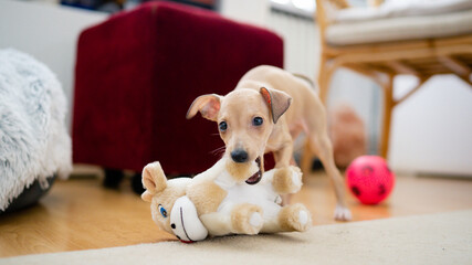 Adorable Italian greyhound puppy is playing with plush toys. Pet concept.  Little puppy dog in home. Happiness, joy, pet  © Pavel Kašák