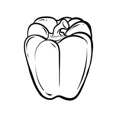 pepper. Vector illustration of sweet pepper. Hand-drawn pepper. Sketch paprika. pepper line art