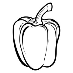 pepper. Vector illustration of sweet pepper. Hand-drawn pepper. Sketch paprika. pepper line art