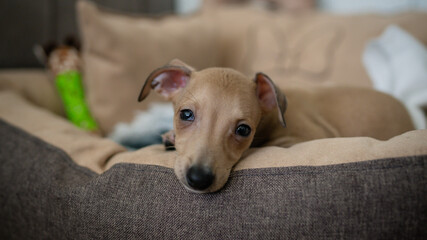 Little brown Italian greyhound lying in bed with white bedding. Little puppy dog sleeping on his pet bed under window at home.