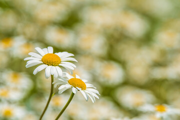 blooming marguerite in meadow at spring