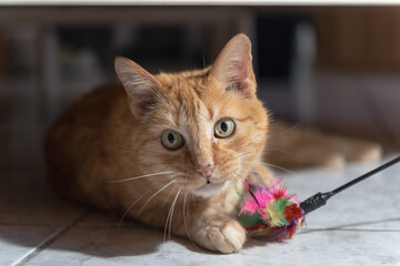 portrait of a beautiful cat indoor