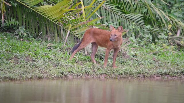 Asian Wild Dog, Dhole (Cuon alpinus) red dog standing on green grass in jungle forest
