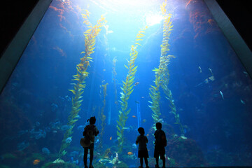 Kids gazing in wonder at the aquarium