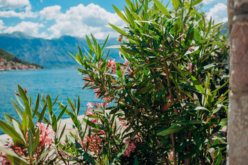 Green bush with pink flowers on the background of the seascape