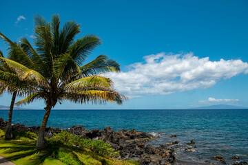 Fototapeta na wymiar Beautiful beach in Aloha Hawaii. Tropical beach with palms. Holiday and vacation concept. Tropical beach.