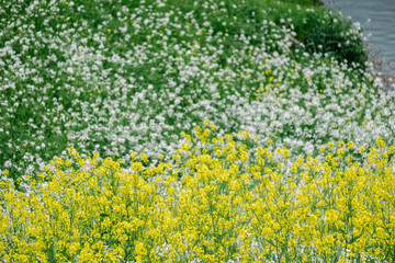 yellow flower field