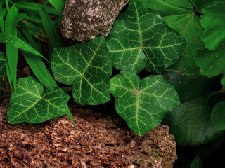 Natural green ivy leaves on old weathered rock wall background. Creative wallpaper, website backdrop for design and text sign. Natural vine colors decorative surface. Greenery silhouettes on a stone.