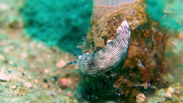Large White Black Striped Sea Slug Slithers Down Base of Soft Coral Ocean Reef