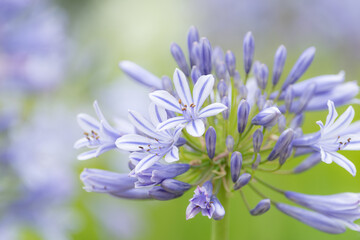 初夏に咲くアガパンサス