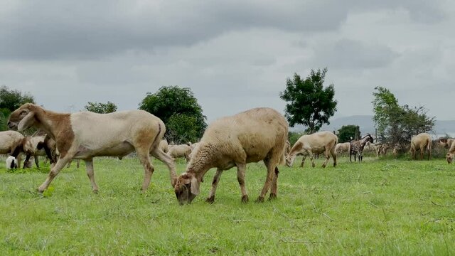 Flock Of Sheep Feeding On The Grass At The Pasture In The Town Of Trimbakeshwar, India. wide shot