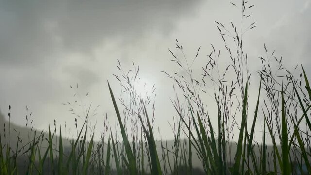 Growing Rice Fields Against Gloomy Sky Near Trimbakeshwar City In Trimbak, Maharashtra, India. - Low Angle Shot