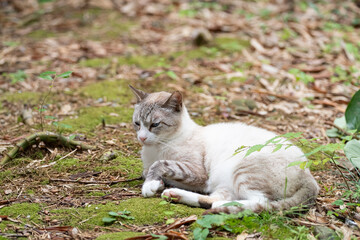 のんびり過ごす猫