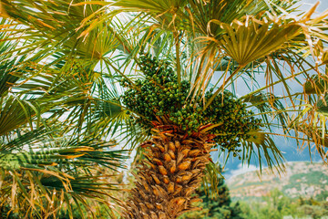 Date palm with fruits in seafront of Budva, Montenegro