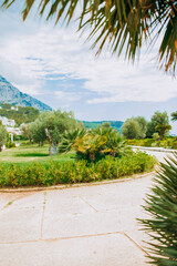 Palm trees near Sveti Stefan island, Montenegro