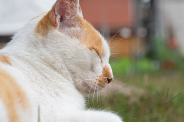 眠る猫　茶白猫