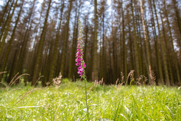 Giftige Blume steht allein im hohen Gras